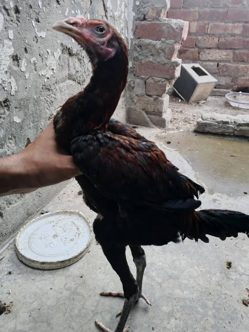 Aseel Patha 8