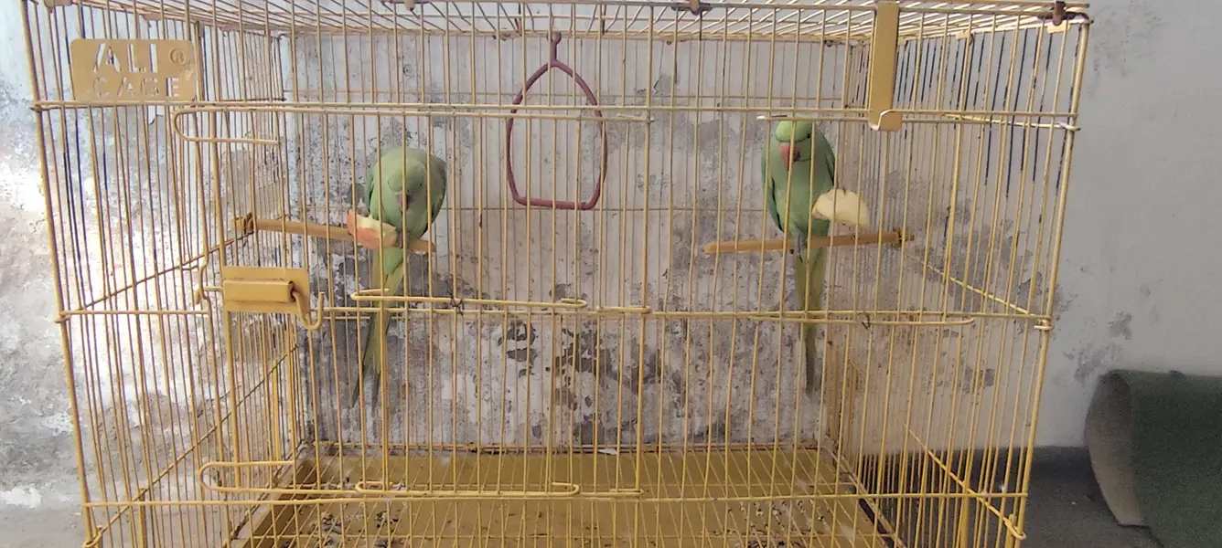 urgent sale