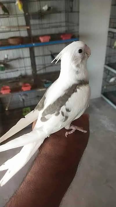 Required Cocktail V Pied Female