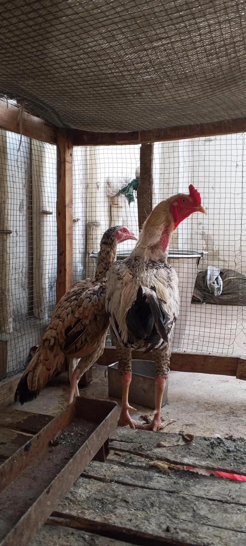 Aseel pair — photo 2
