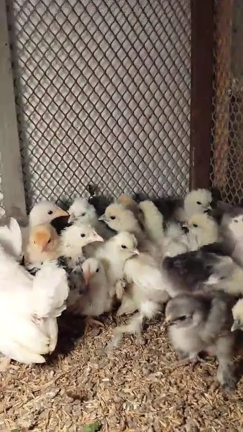 White silky heavy buff Light Sussex paper white heera Japanese bantam — photo 2