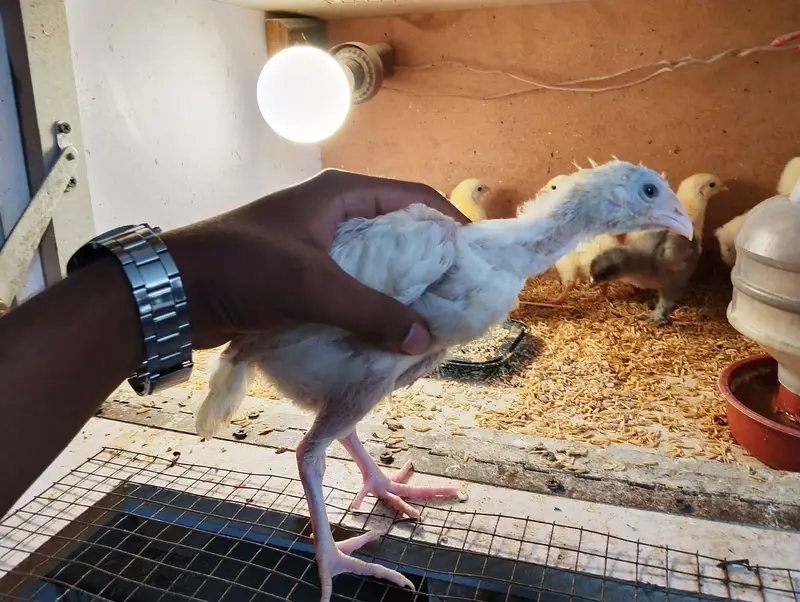White silky heavy buff Light Sussex paper white heera Japanese bantam — photo 4