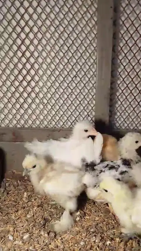 White silky heavy buff Light Sussex paper white heera Japanese bantam — photo 5