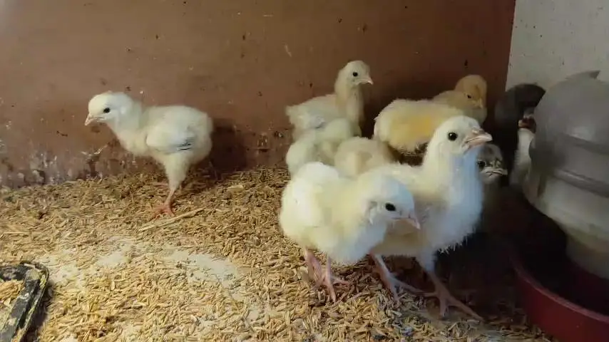 White silky heavy buff Light Sussex paper white heera Japanese bantam — photo 6