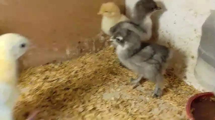 White silky heavy buff Light Sussex paper white heera Japanese bantam — photo 7