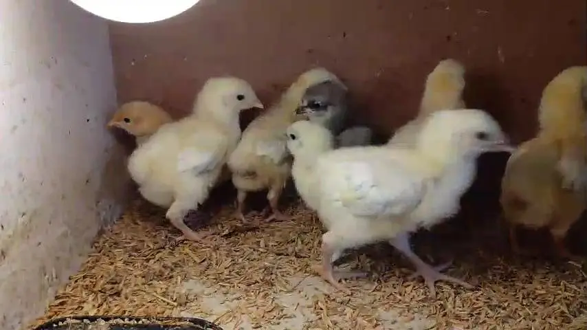 White silky heavy buff Light Sussex paper white heera Japanese bantam — photo 8