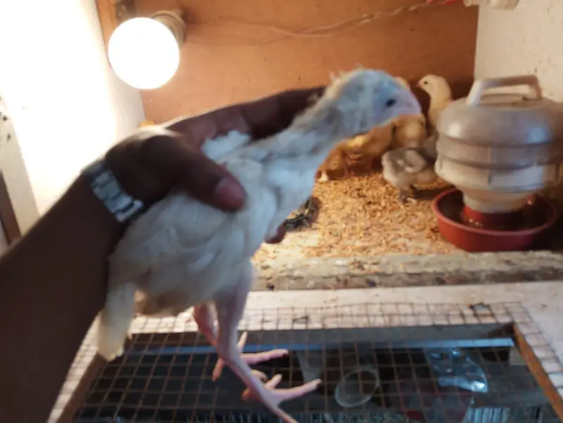White silky heavy buff Light Sussex paper white heera Japanese bantam — photo 9