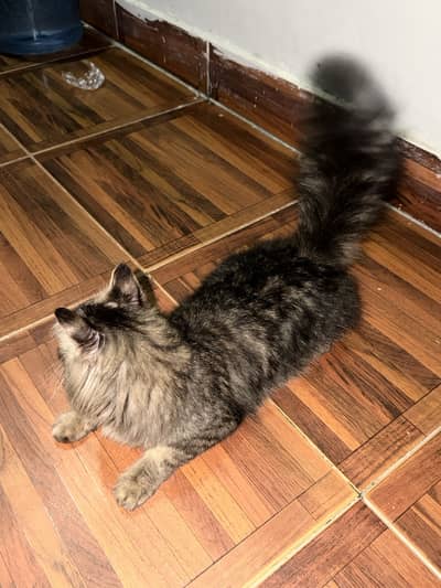 Persian cat