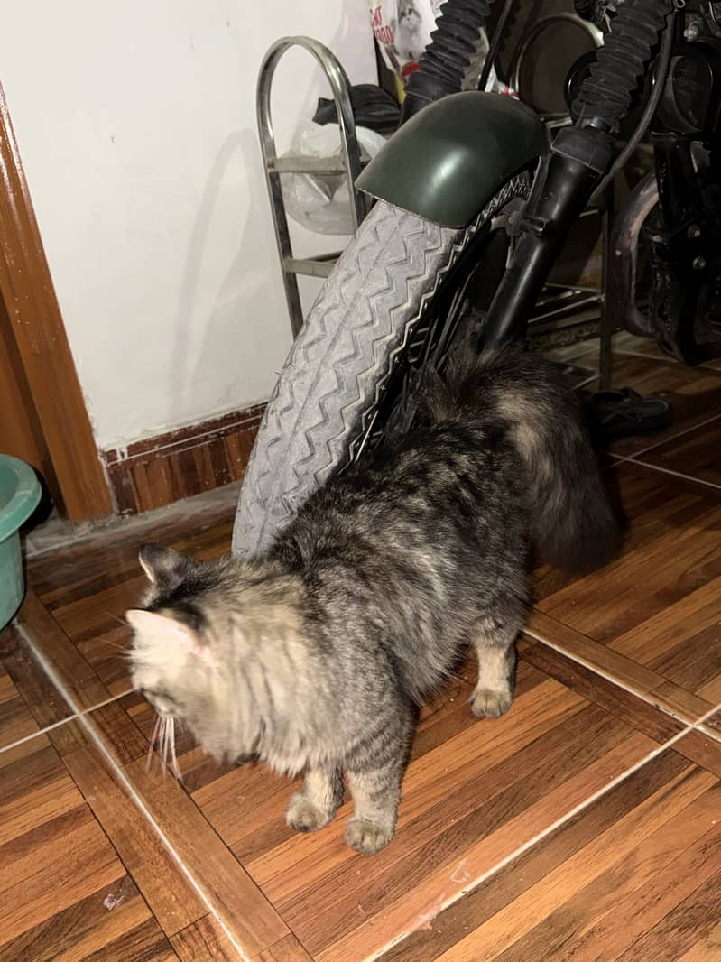 Persian cat 1