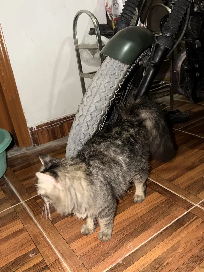 Persian cat — photo 2