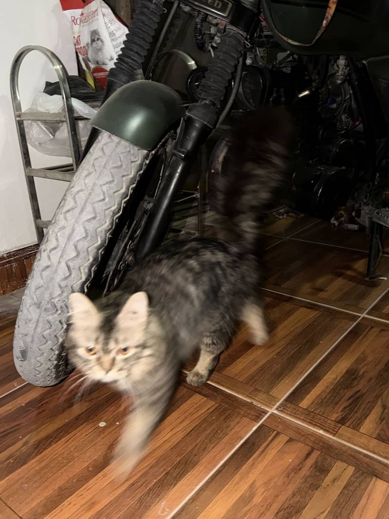 Persian cat 2
