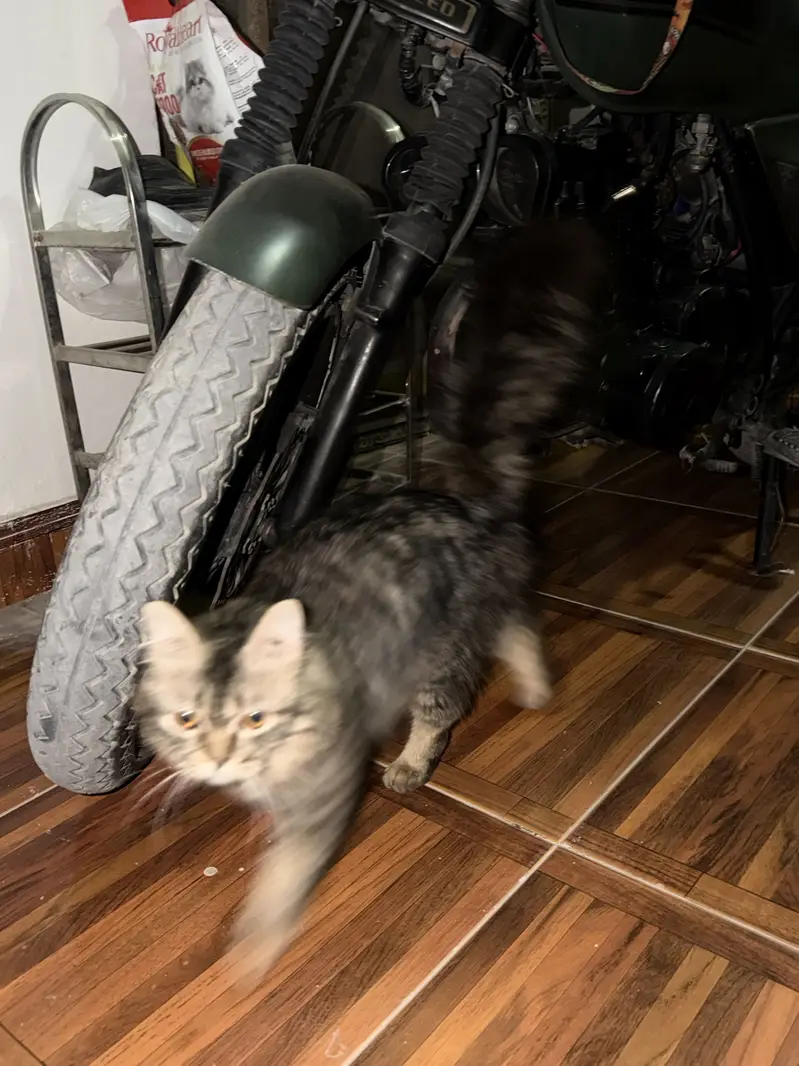 Persian cat — photo 3