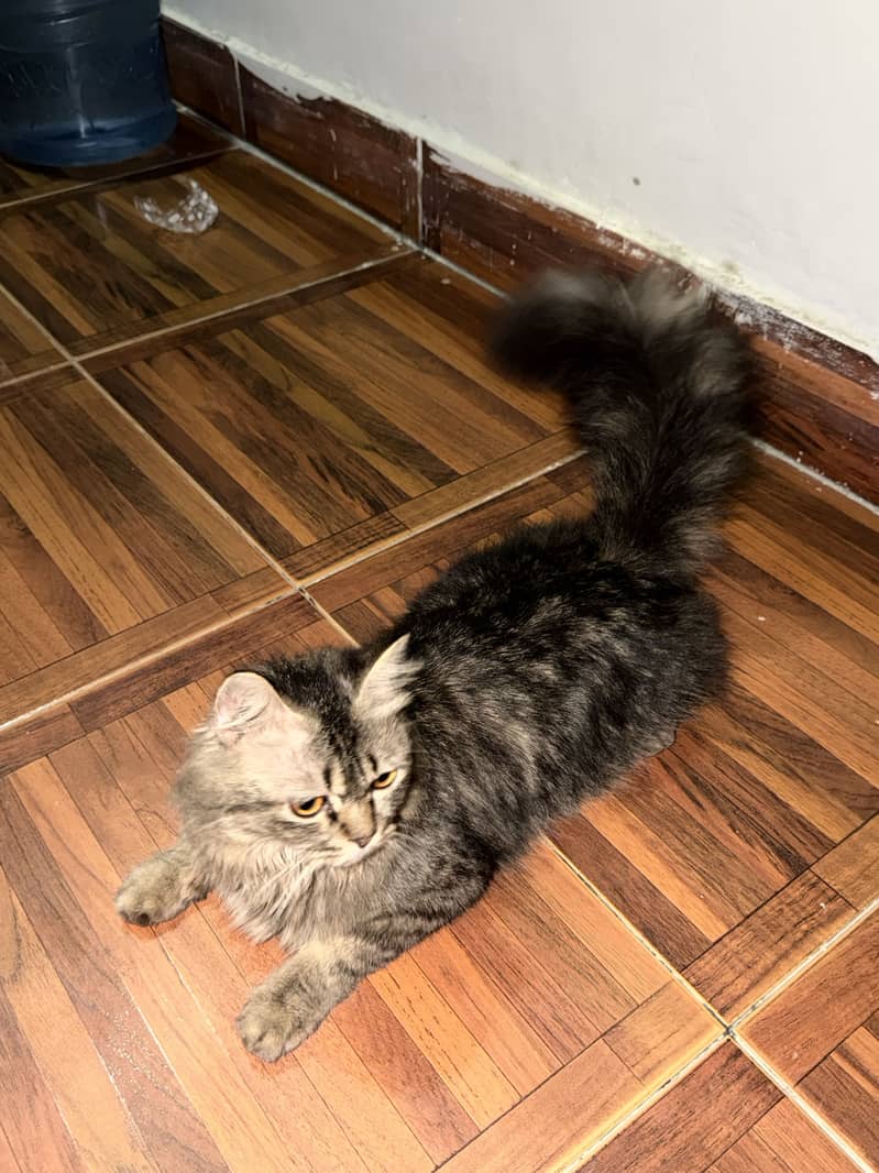 Persian cat 3