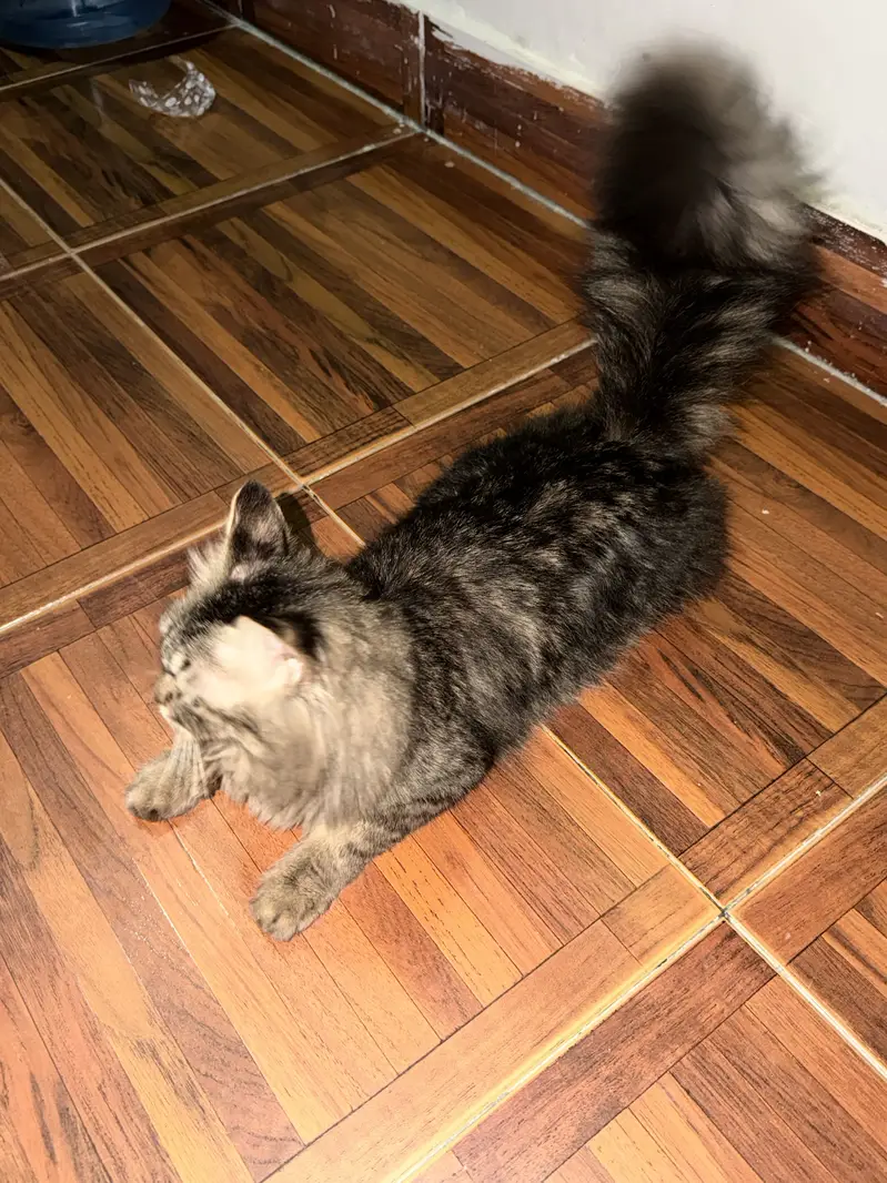 Persian cat — photo 5