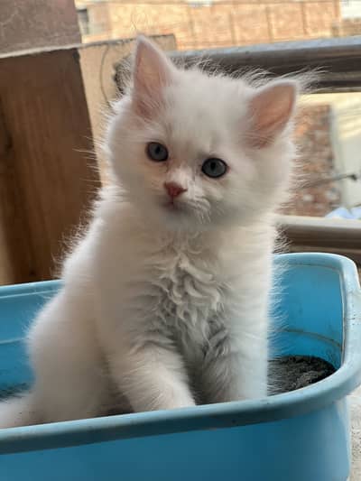 Cat for sale