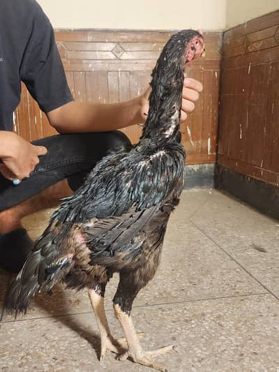 black shamo breeder female