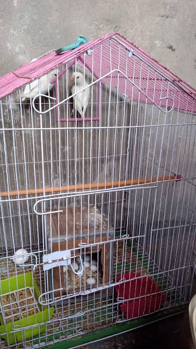 love beard pair bribing pair albino weight couler with egg 9