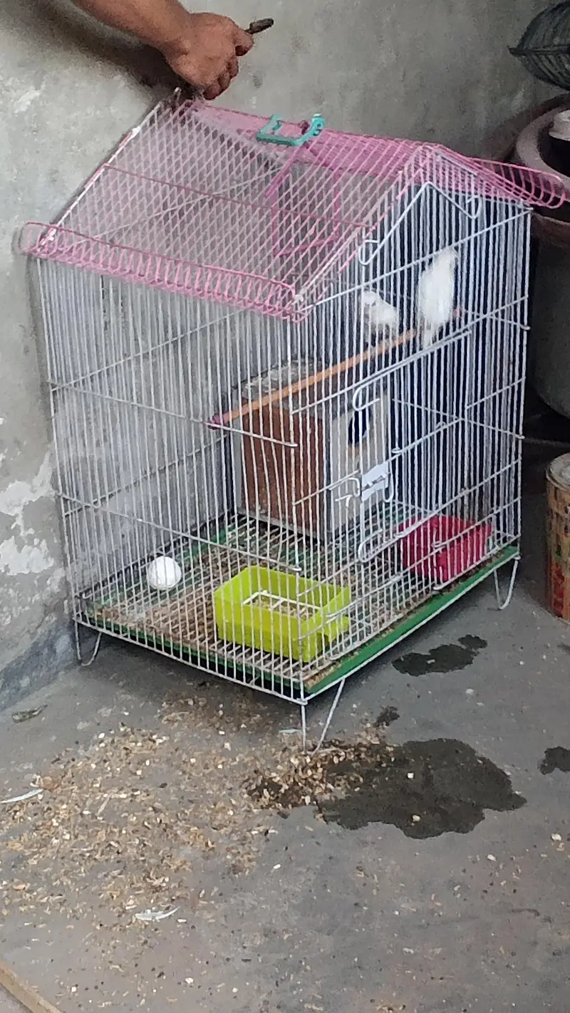 love beard pair bribing pair albino weight couler with egg 9 — photo 2
