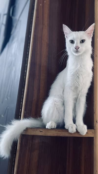 Turkish Angura Breed