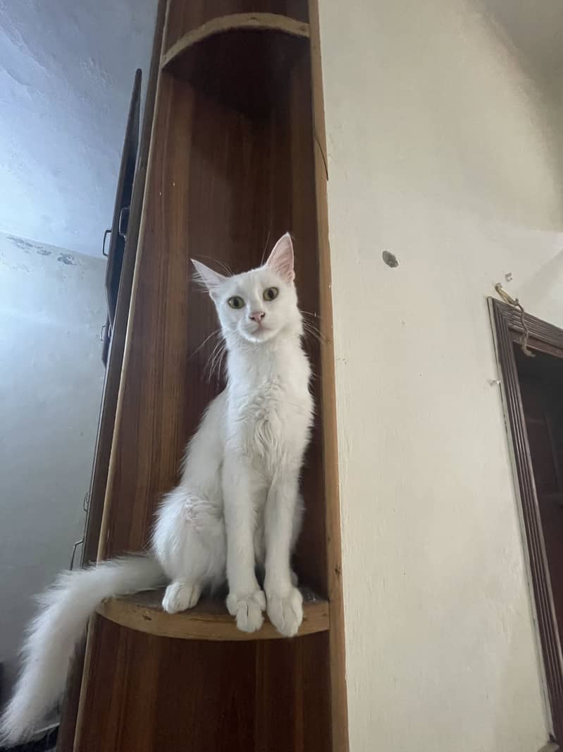 Turkish Angura Breed - Cats - 1120360695