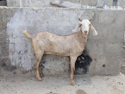 Beautiful teddy Goats