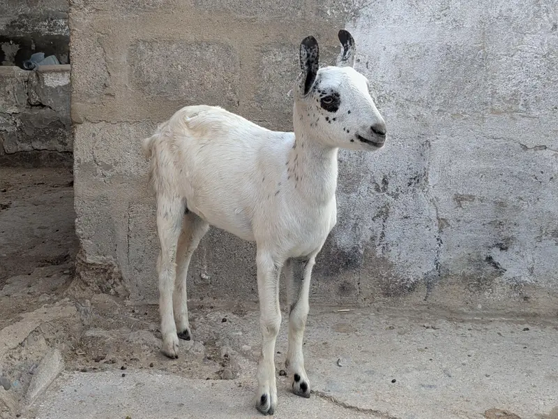 Beautiful teddy Goats — photo 2