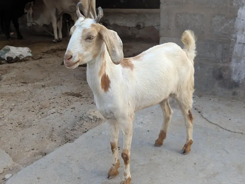 Beautiful teddy Goats — photo 3