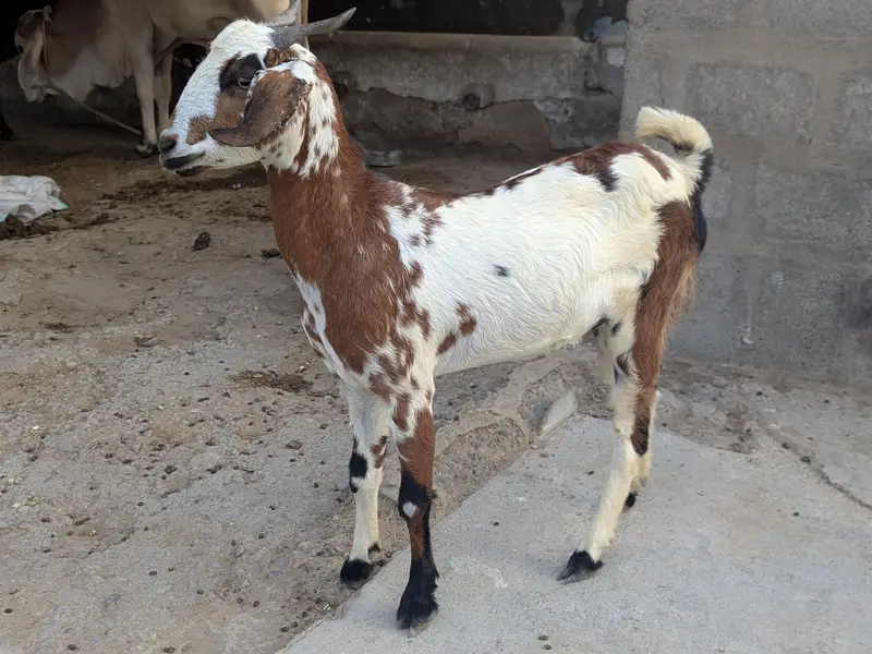 Beautiful teddy Goats — photo 4