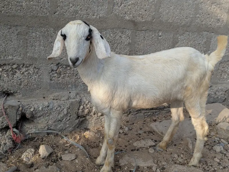 Beautiful teddy Goats — photo 5