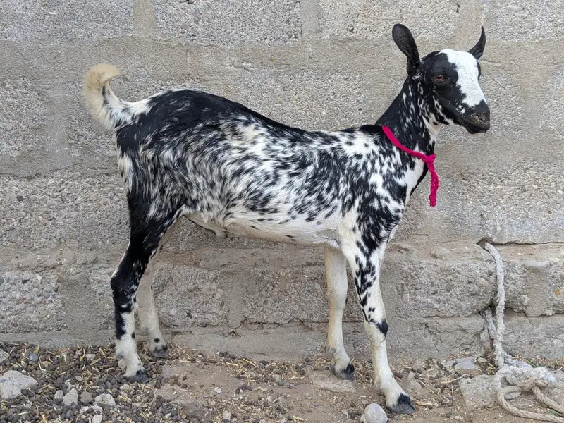 Beautiful teddy Goats — photo 6