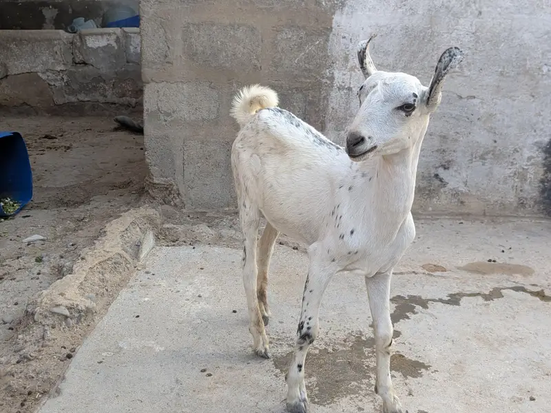 Beautiful teddy Goats — photo 7