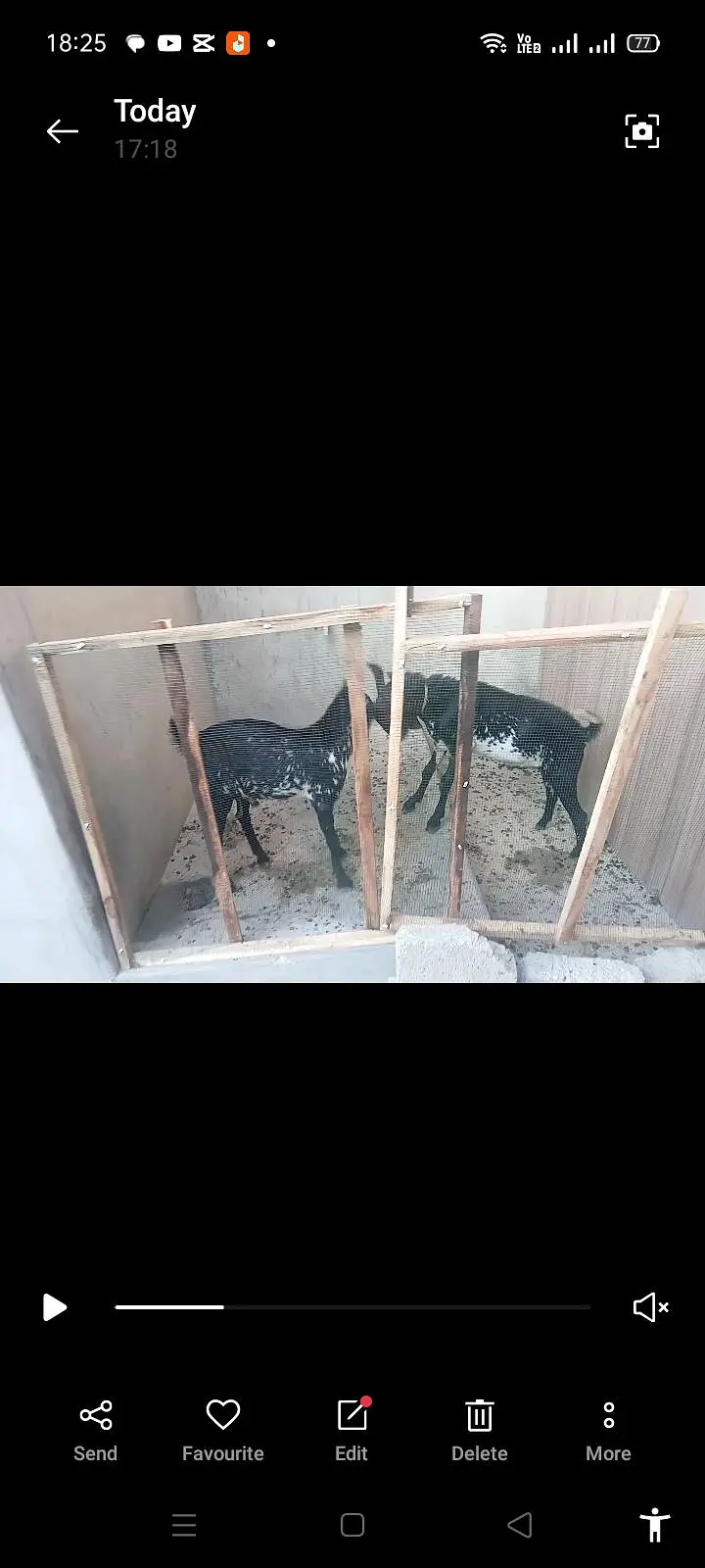 Teddy goat pair for sale — photo 3
