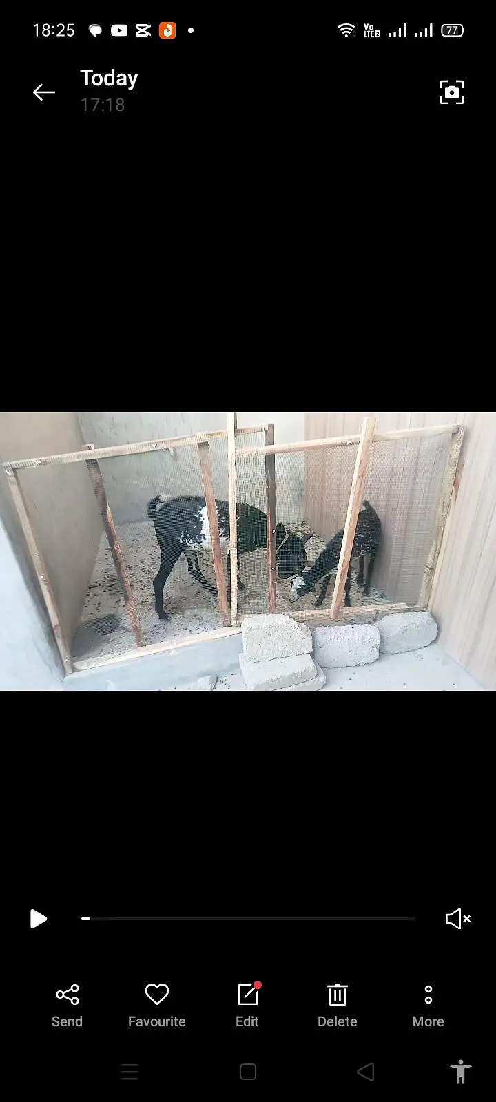 Teddy goat pair for sale — photo 4