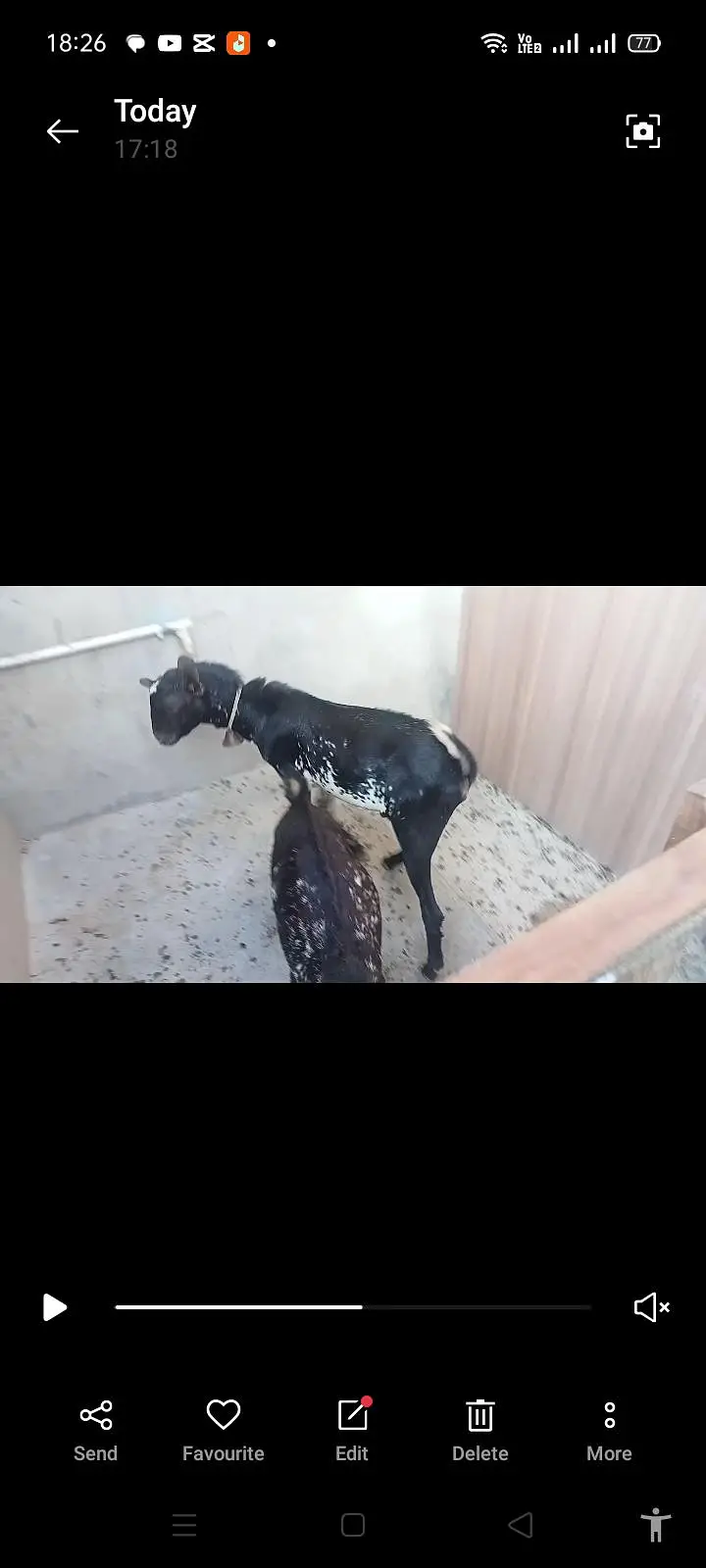 Teddy goat pair for sale — photo 5