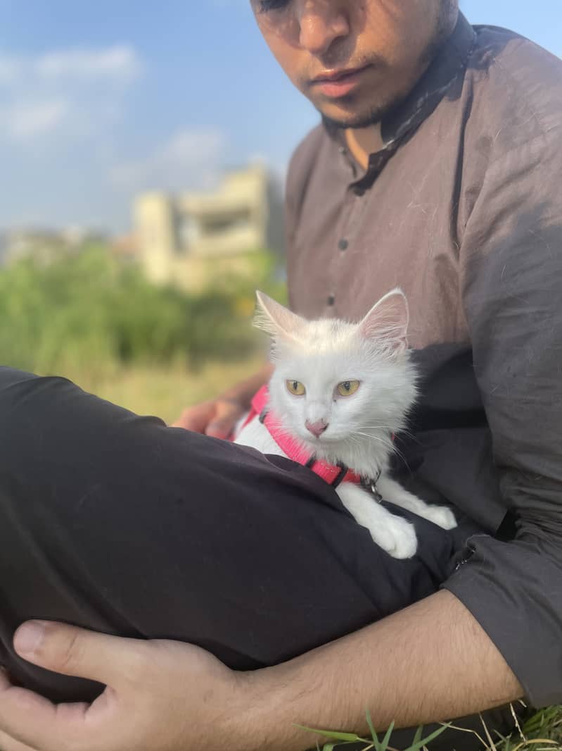 Turkish Angura Breed - Cats - 1120360695