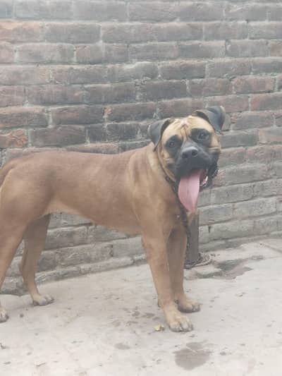 bull mastiff 8month female puppy available