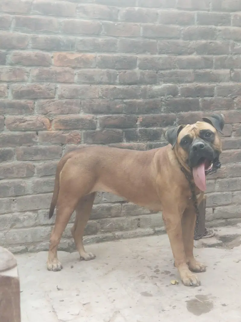 bull mastiff 8month female puppy available — photo 2