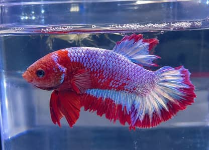 Red Samurai Betta