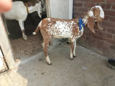 Makhi Chena Bacha 5 Months Age Healthy And Active