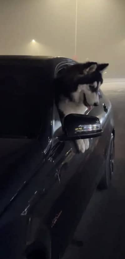 Husky male for stud service only