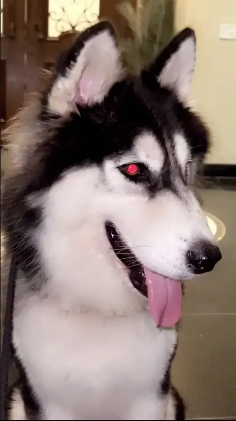 Husky male for stud service only — photo 3