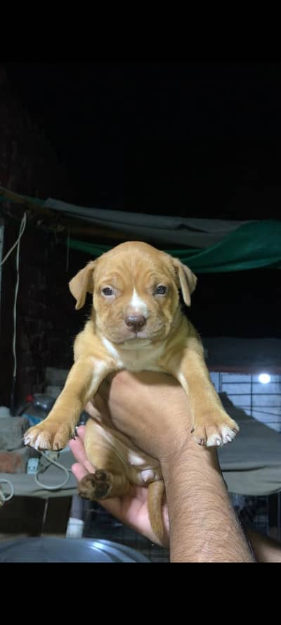pitbull