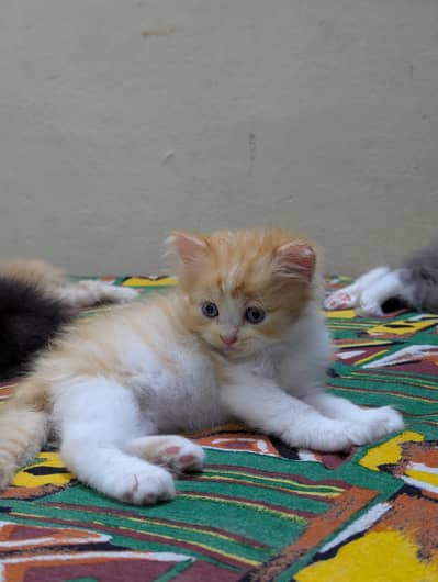 Persian kittens for sale