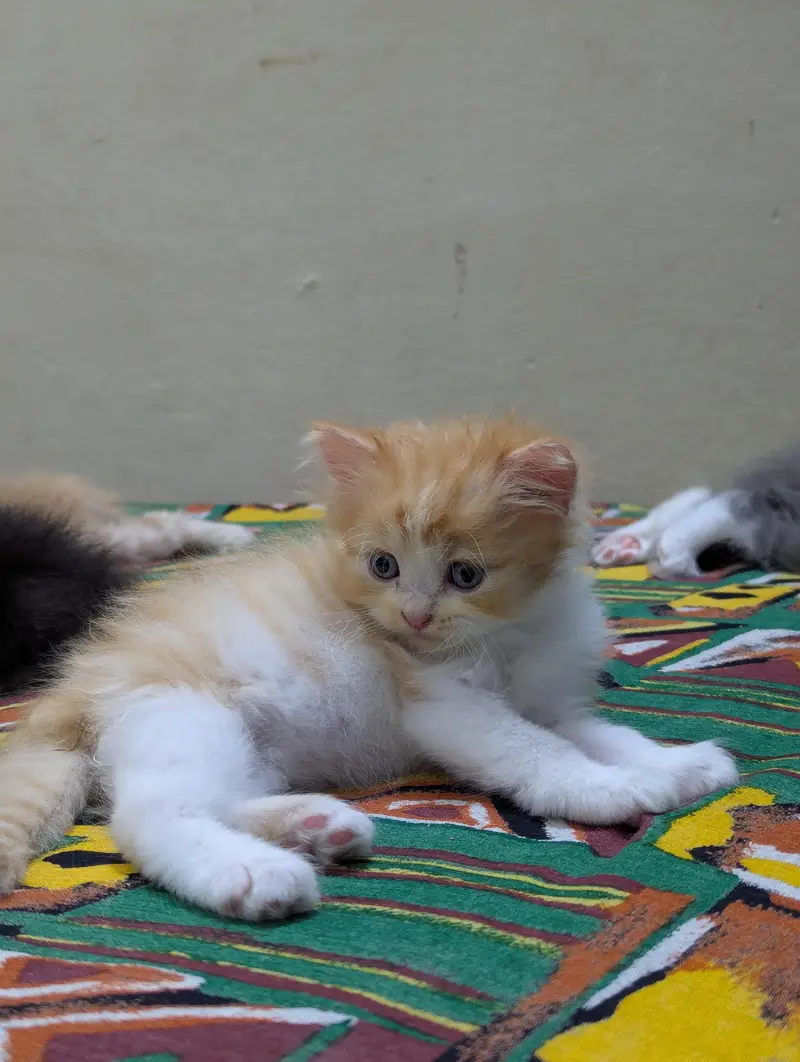Persian kittens for sale