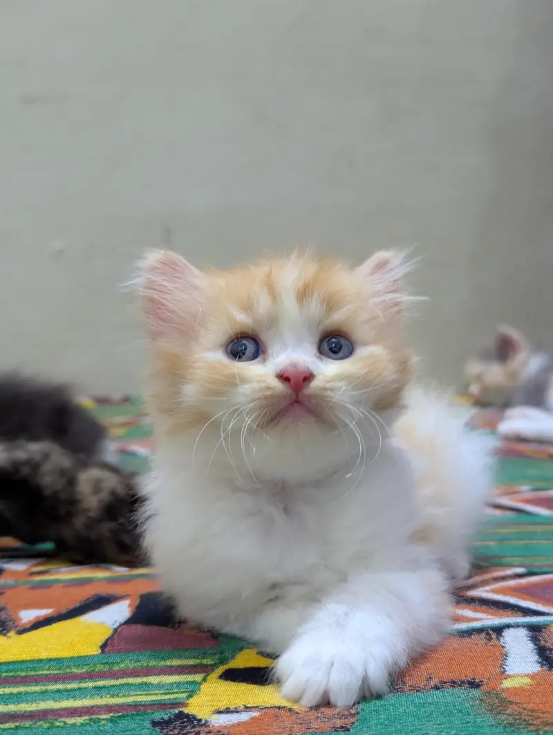 Persian kittens for sale — photo 2