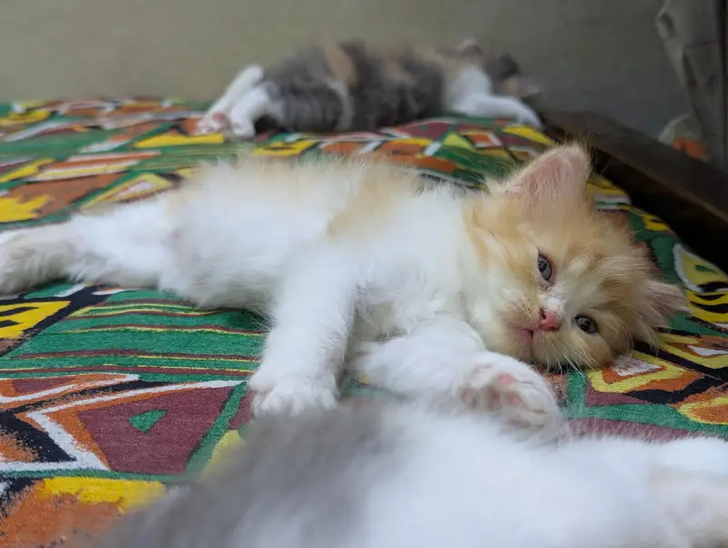 Persian kittens for sale — photo 3
