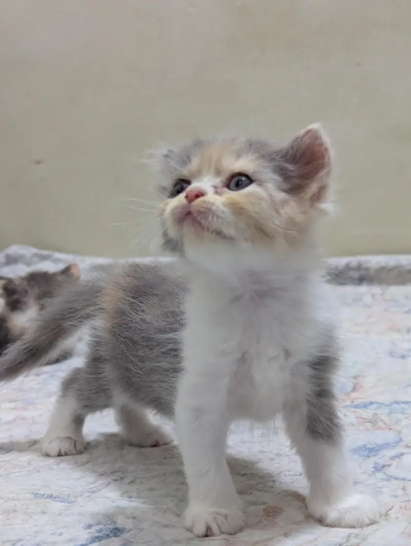 Persian kittens for sale — photo 4