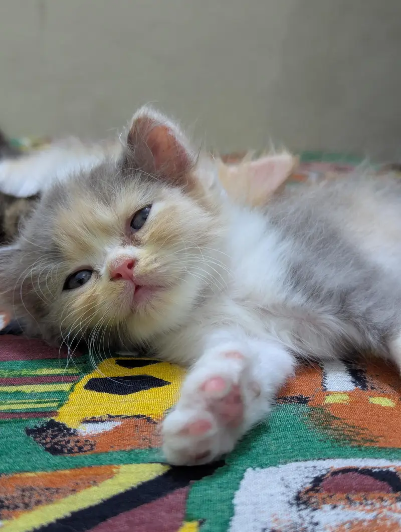 Persian kittens for sale — photo 5