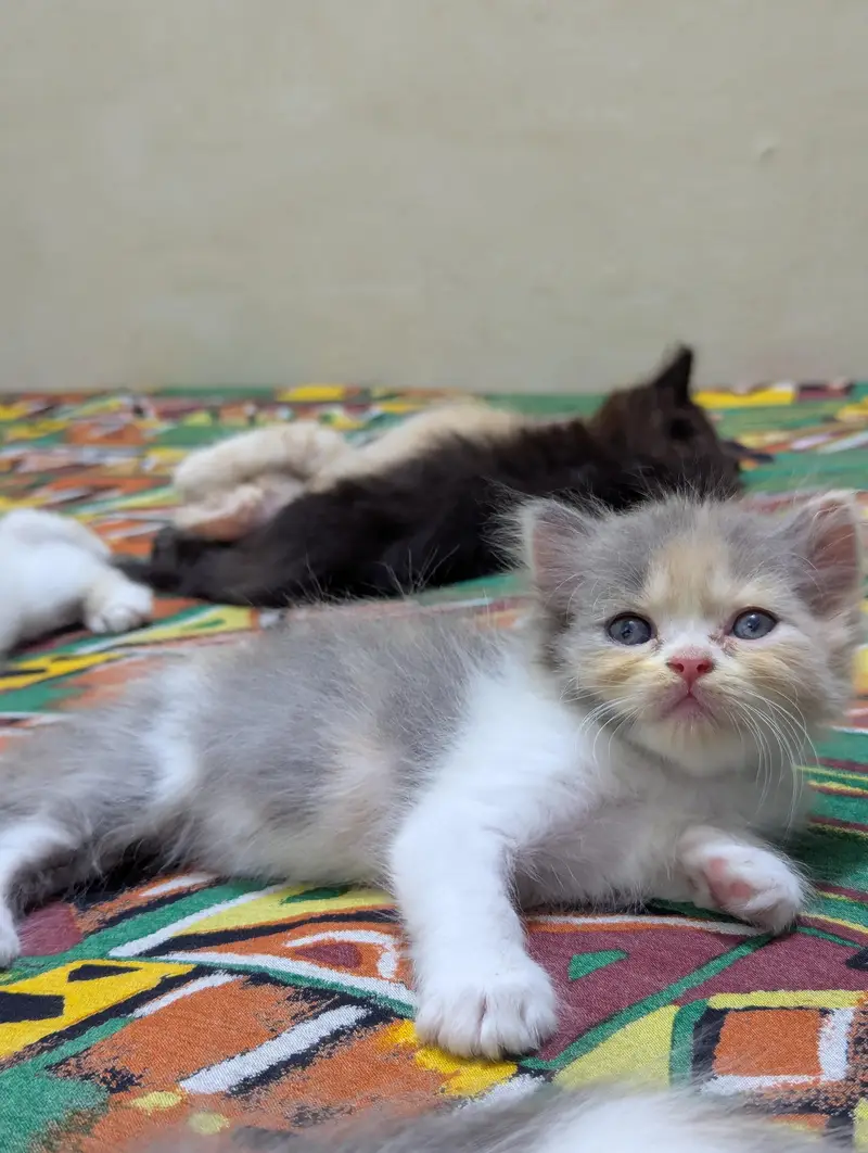Persian kittens for sale — photo 6