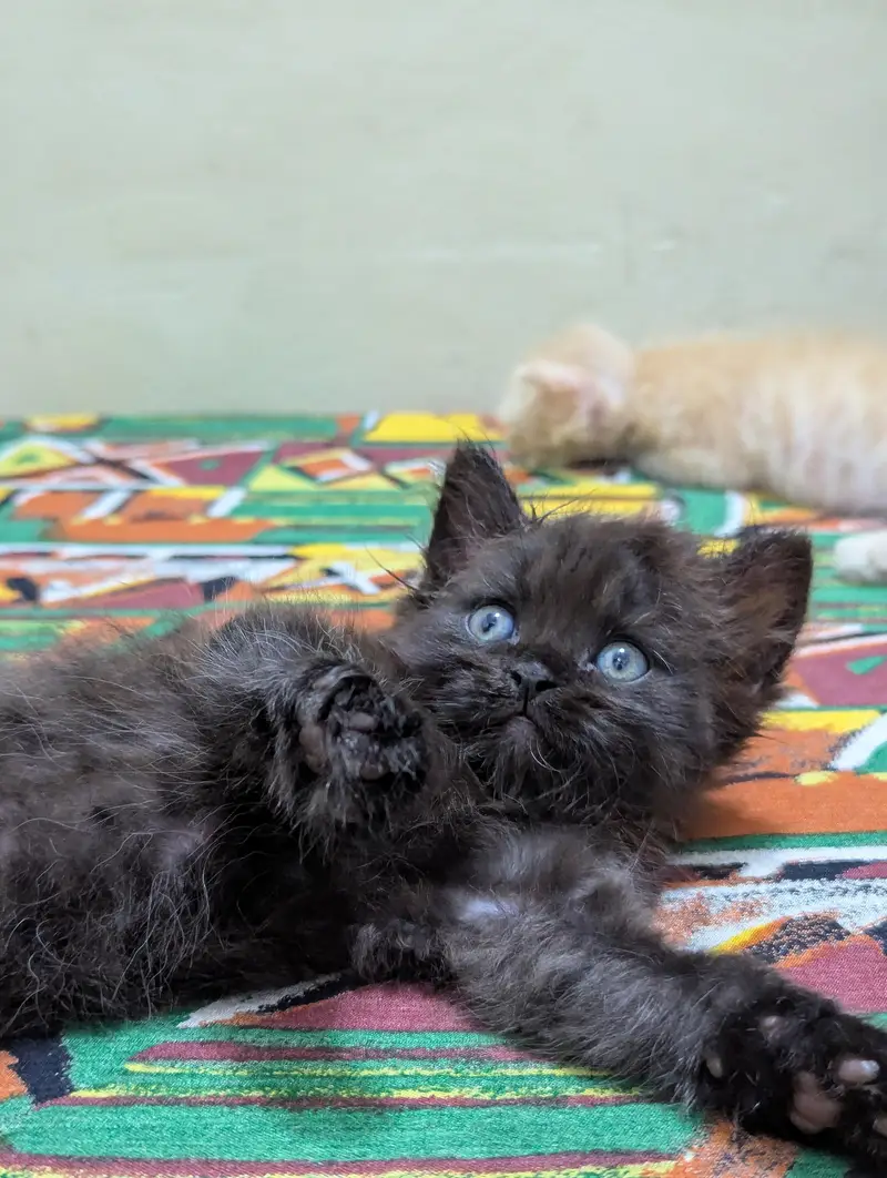 Persian kittens for sale — photo 7